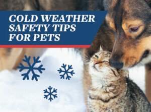 Winter Weather Safety Tips - Animal Medical Center of Cascades