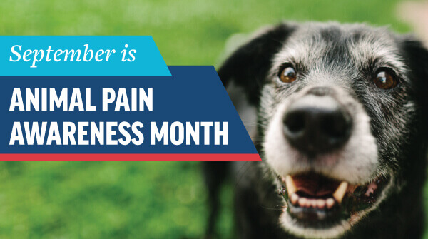 Animal Pain Awareness Month