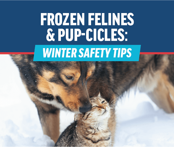 Frozen Felines & Pup-cicles: Winter Safety Tips