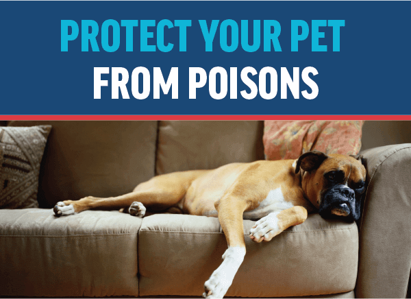 Protect Your Pet From Poisons