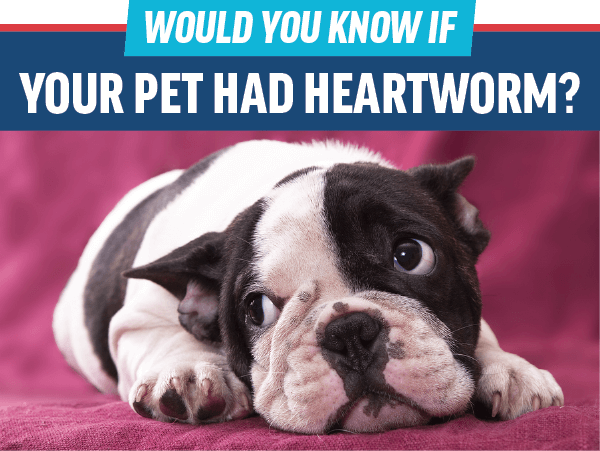 Heartworm Awareness Month