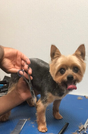 Danny, Groomer